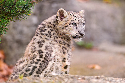 celines:Sitting snow leopard cub (by Tambako the Jaguar)