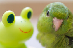 fat-birds:  Lineolated parakeet by Kudobe