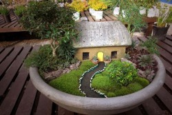 dtxmcclain:  Miniature container garden