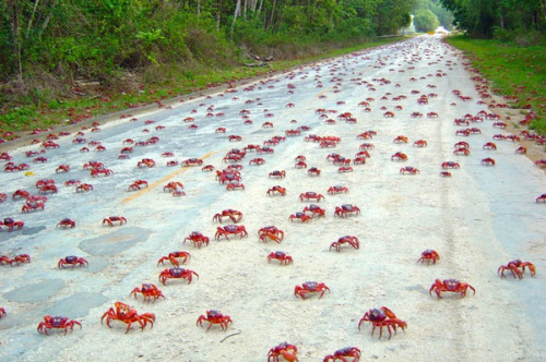 Red Crabs Start Their Annual Migration Bloody Quest For Revenge Against All Of Humankind.