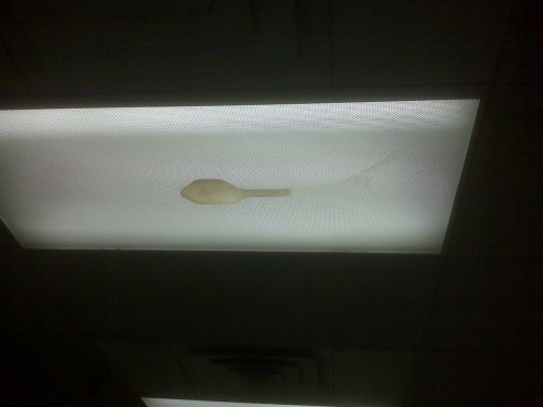 There&rsquo;s either a turkey leg or an onion in our ceiling