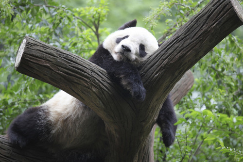 Tai lei (too tired) by Dai Luo on Flickr.I give up, surely this kung-fu business is not for me&helli