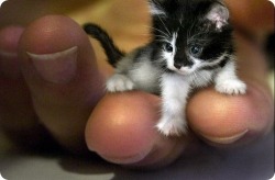 magicalnaturetour:  The tiniest cat in the world was a Himalayan cat, Tinker Toy, from Illinois.  He was 7.5 inches long and  2.75 inches high according to the Guinness-world-record-of-catswhere he is listed as the lightest cat.! ~ Awww :)