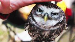kari-shma:  matafari:   Lovely Owl► video  needed this on my blog.  
