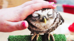 Because I need some owls to get through this day :D