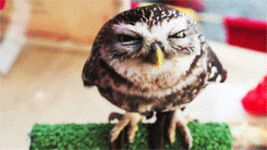 kari-shma:  matafari:   Lovely Owl► video  needed this on my blog.  