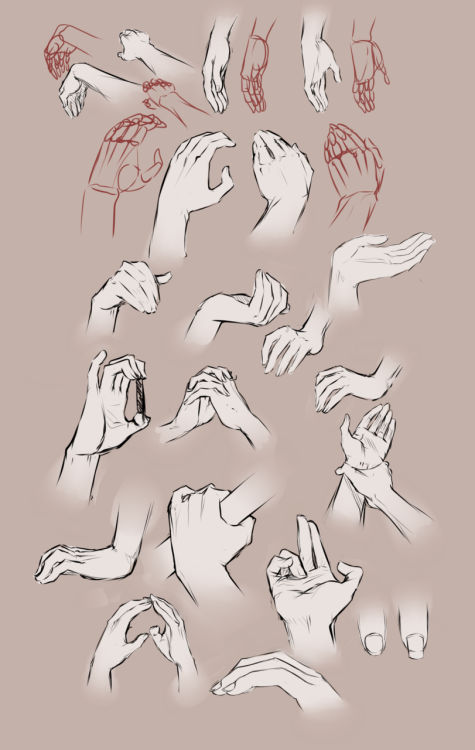 birdiyo: anatomicalart: Hand Study Artist: moni158 Links:Image 1Image 2Image 3Image 4 just rebloggin