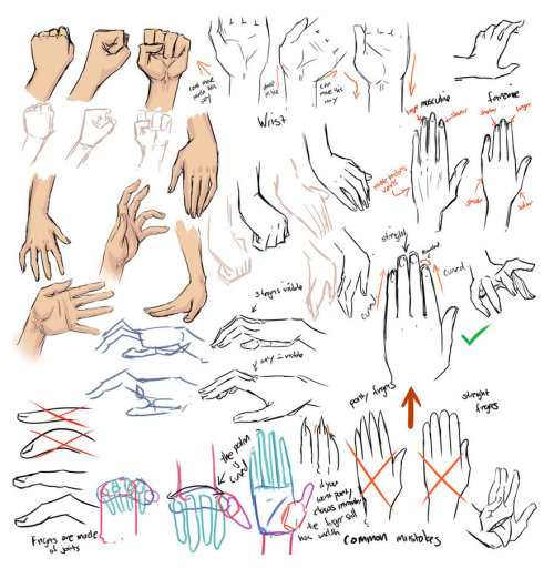 birdiyo: anatomicalart: Hand Study Artist: moni158 Links:Image 1Image 2Image 3Image 4 just rebloggin