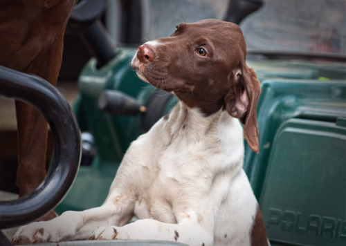 German Shorthaired Pointer