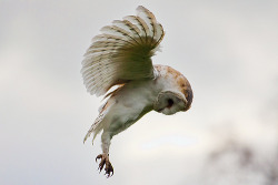 frenchcornea:  Barn Owl (by zoe radha) 