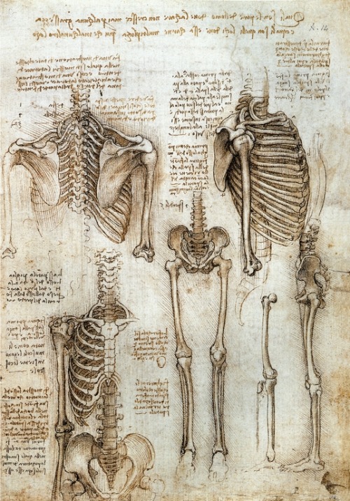 cavetocanvas:  Skeleton - Leonardo da Vinci, c. 1510-11 