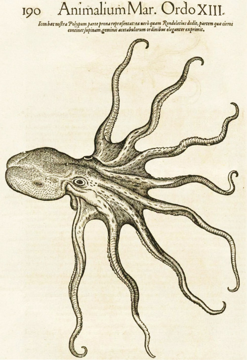 Octopus from Conradi Gesneri&rsquo;s Historiae Animalium - published in 1551