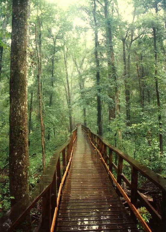 fuckyeahunitedstates:  Congaree Swamp National Park, South Carolina