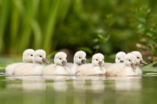 @AdorableBipolar 98issues:  Not so ugly Ducklings (By Roeselien Raimond) 