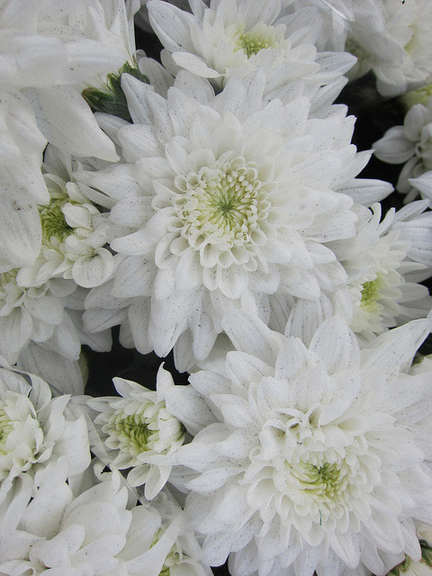 عذراء
