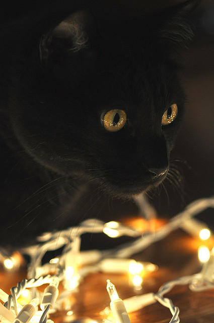 vmburkhardt:vmburkhardt:Light the lights by papierdreams on Flickr.