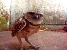 deejaylate:  buoyboot:  pancakesinspace:  dontsteponthefuckingmomeraths:  The grumpiest owl.  That awkward moment when you discover yourself in bird form.  It’s Dominique! The second down from the right.    