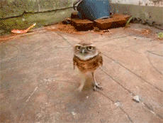 fuckyeahlaughters:  heyfunniest:  The grumpiest owl.    Get the Best Medicine here :) 
