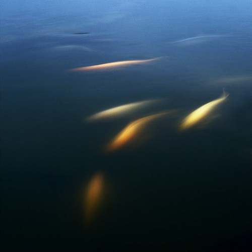 thirstyear:  All sizes | what lie beneath | Flickr - Photo Sharing! 