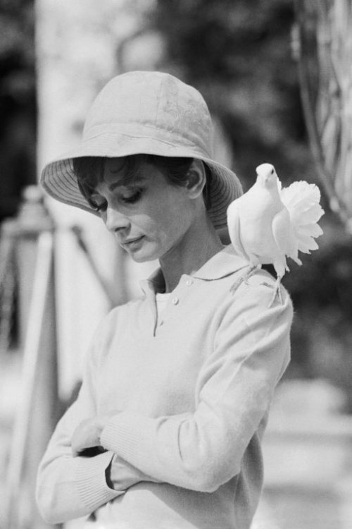 ‘Dove’  Audrey Hepburn by Terry O’Neill