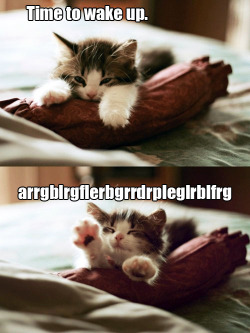 greyscreations:  Yes, this is me every morning in kitten form. Everyone always looks at me like im some sort of freak when i do it though lol 