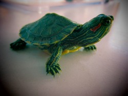 I like turtles.