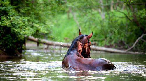 ruffiansghost: My horse’s feet are as swift as rolling thunder He carries me away from all my fears 