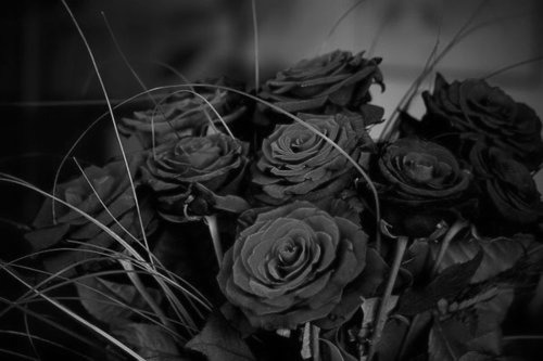 † Darkness Reveals †
