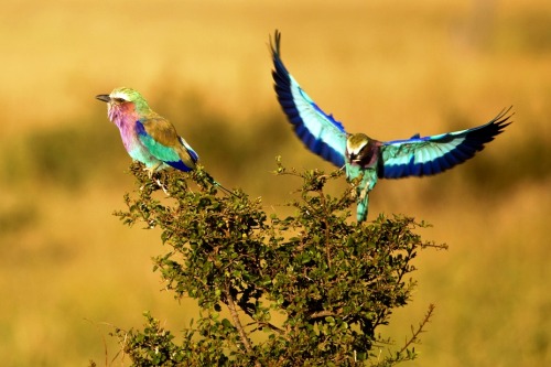 earth-song: Lilac-breasted RollerMasai Mara - Kenya | July 2009