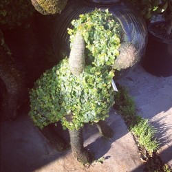 5 Topiary Dog