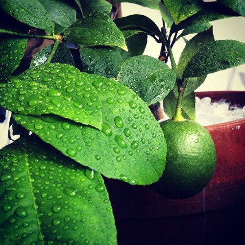 Lemon bath. ( w. @bsdfm phone) (Taken with instagram)