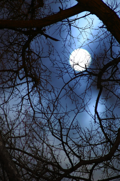 godessofhell:  Trees and Moon - 3545 by ~utoks 