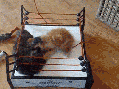 Porn photo thefrogman:  Kittens wrestling.  [video]