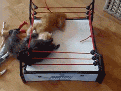 XXX thefrogman:  Kittens wrestling.  [video] photo