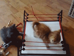thefrogman:  Kittens wrestling.  [video] 