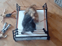 thefrogman:  Kittens wrestling.  [video] 