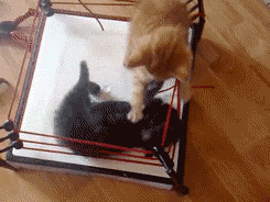 thefrogman:  Kittens wrestling.  [video] porn pictures