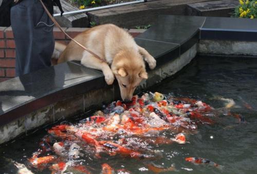 haitianderulo:  musicalmurderscene:   Dog: Hello koi! Koi: HELLO DOG! HELLO DOG!