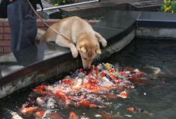   Dog: Hello koi! Koi: HELLO DOG! HELLO DOG!