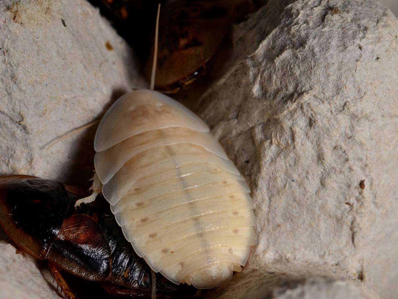 Freshly molted Blaptica dubia roach. It’s new shell is very soft, it will darken as it hardens.