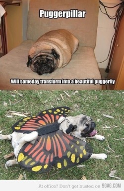 My Pug Obsession