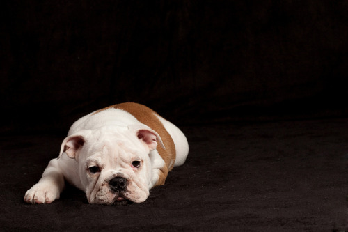 So I read a lot of an article about ~changing up the bulldog breed to make them more healthy.  I think I’m absolutely for it.  I would love a wrinkly mess of a bulldog that is healthier and can live many more years as my fuzzy companion.