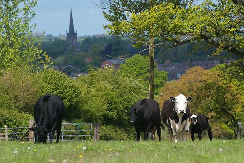 lovingtheuk:Bucolic Bromsgrove (by ewan.osullivan)My first thought on seeing this pic of cows was of
