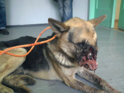 and-then-we-all-die:  selectiveavant-garde:  mudandcamo:  mightiimouse:  samcro-soa:  shushschool:  chordae-tendineae:  getyourshit:  dearestclementine:  stephyxx:  queenofdisease:   Kids put a firecracker in this poor German Shepard’s mouth and then