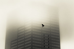 definitelydope:  Crow &amp; Fog (by Orbmiser) 