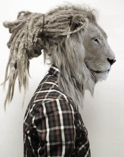 Lion ♥.