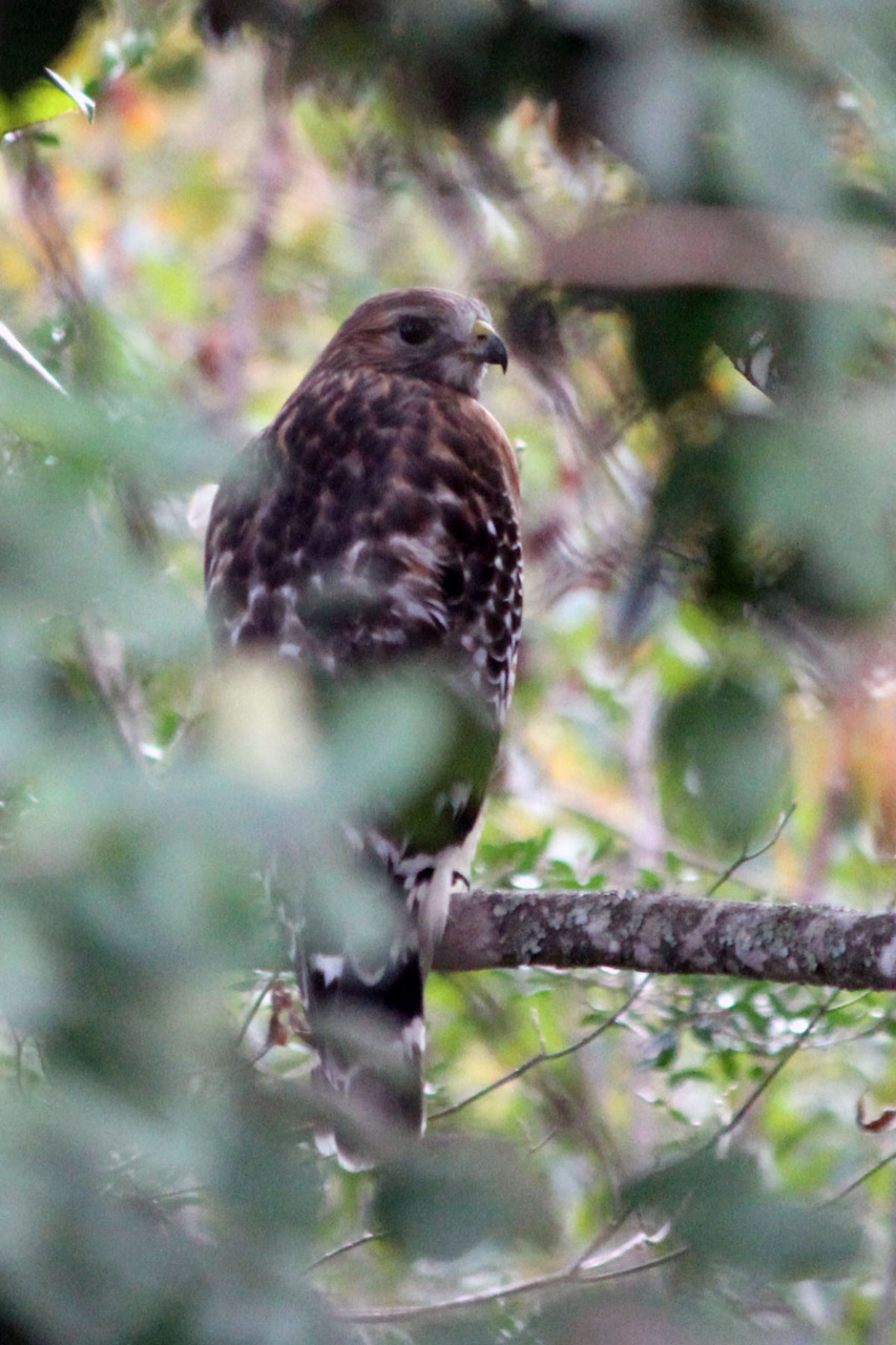 This is a not-so-great photo of a red-shouldered hawk that hangs out near my parents’ house. If I see it again while I have my camera, I’ll try to snag a better picture.