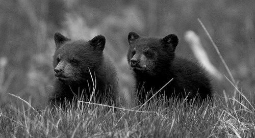 bear cubs