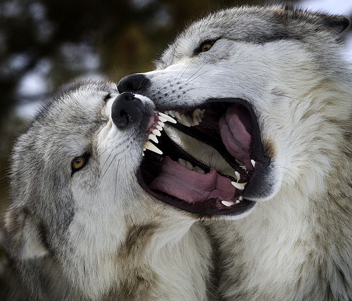 Respect the Wolf