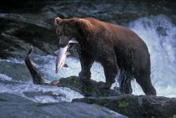 llbwwb:  Grizzly Bear Catches his fish, by BALOCH1  All it takes is being at right time and place, a pinch of intelligence, topped with a generous amount of luck